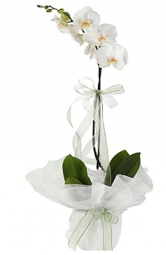 Tekli Beyaz Orkide  Bilkent Ankara iek hediye iek yolla 