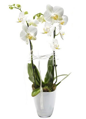 2 dall beyaz seramik beyaz orkide sakss  Bilkent Ankara iek iek gnderme sitemiz gvenlidir 