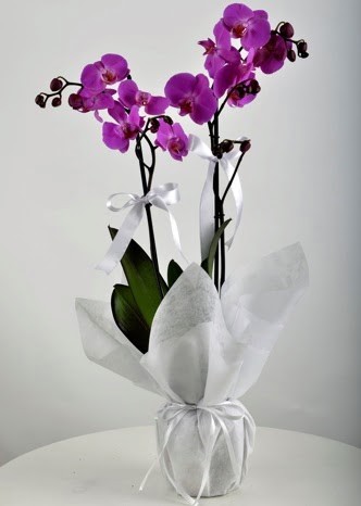 ift dall saksda mor orkide iei  Bilkent Ankara iek iek siparii vermek 