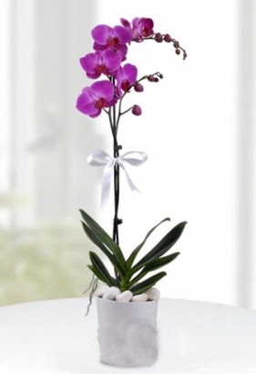 Tek dall saksda mor orkide iei  Bilkent Ankara iek iekiler 