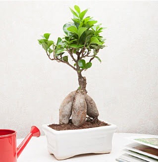 Exotic Ficus Bonsai ginseng  Bilkent Ankara iek iek servisi , ieki adresleri 