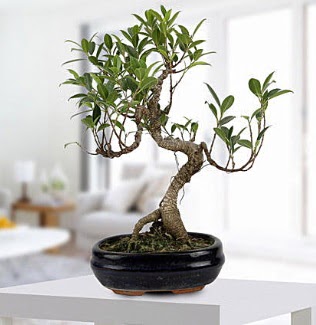 Gorgeous Ficus S shaped japon bonsai  Bilkent Ankara iek yurtii ve yurtd iek siparii 