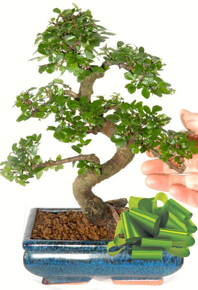 Yaklak 25 cm boyutlarnda S bonsai  Bilkent Ankara iek yollama iek siparii sitesi 