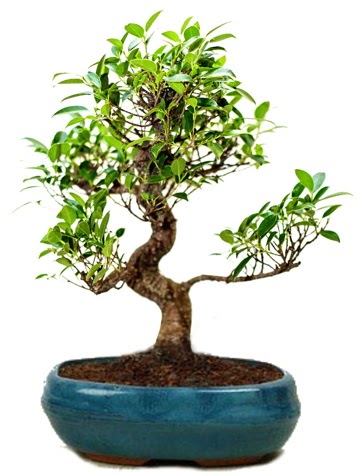 25 cm ile 30 cm aralnda Ficus S bonsai  Bilkent Ankara iek iek gnderme sitemiz gvenlidir 