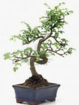 S gvde bonsai minyatr aa japon aac  Bilkent iek siparii Ankara iek iek sat 