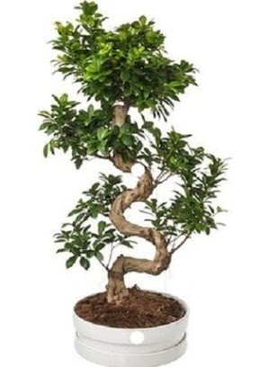 90 cm ile 100 cm civar S peyzaj bonsai  Bilkent Ankara iek iek gnderme sitemiz gvenlidir 