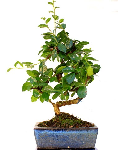 S gvdeli carmina bonsai aac  Bilkent Ankara iek iek yolla  Minyatr aa