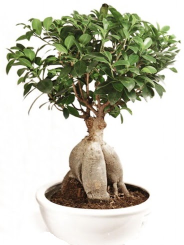 Ginseng bonsai japon aac ficus ginseng   Ankara iek nternetten iek siparii 